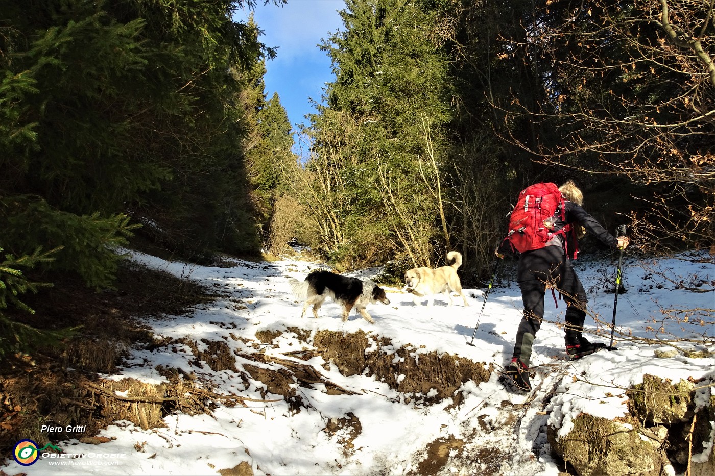 49 Risaliano un valloncello tra fitta abetaia ai lati e pestiamo neve.JPG